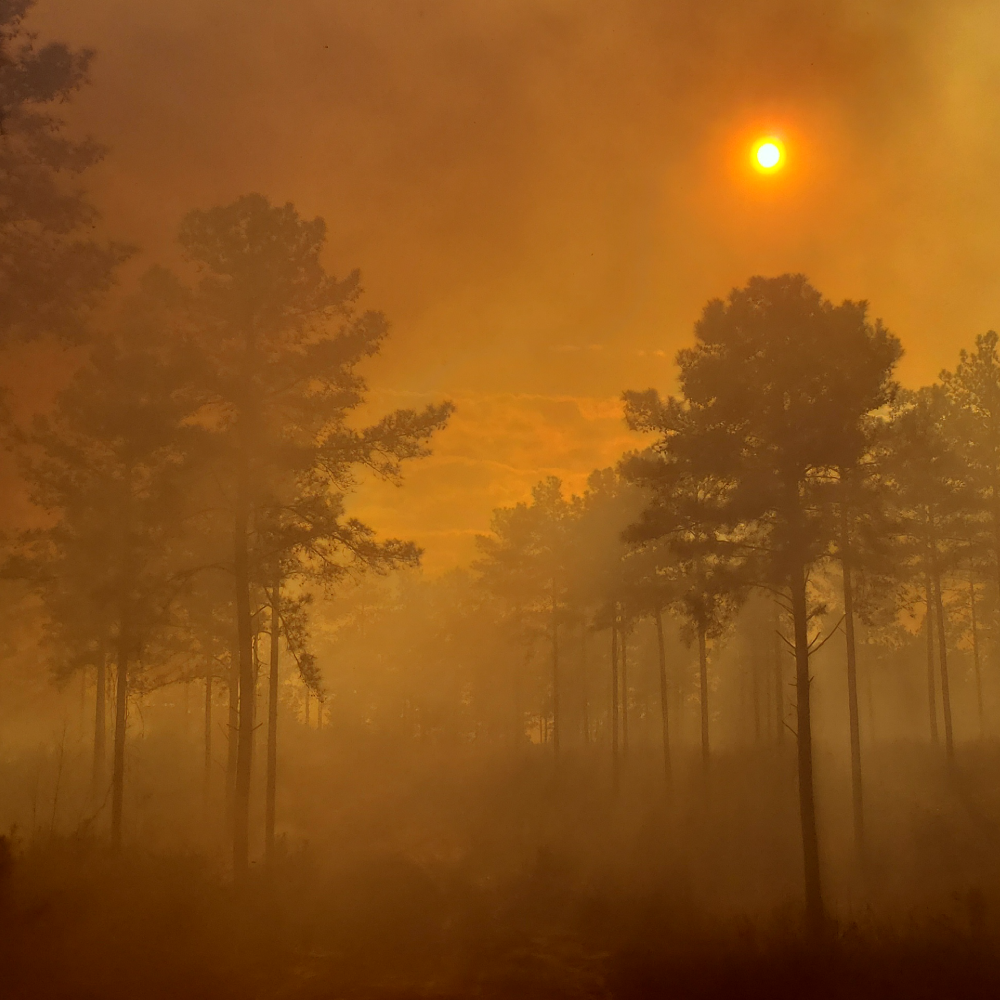 sizemore timberland management timber prescribed burning burn burns burnings