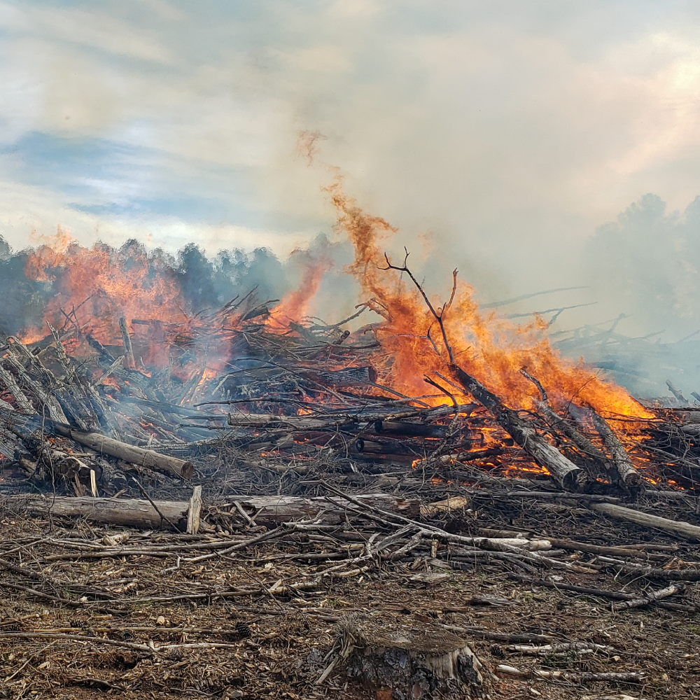sizemore timberland management timber prescribed burning burn burns burnings
