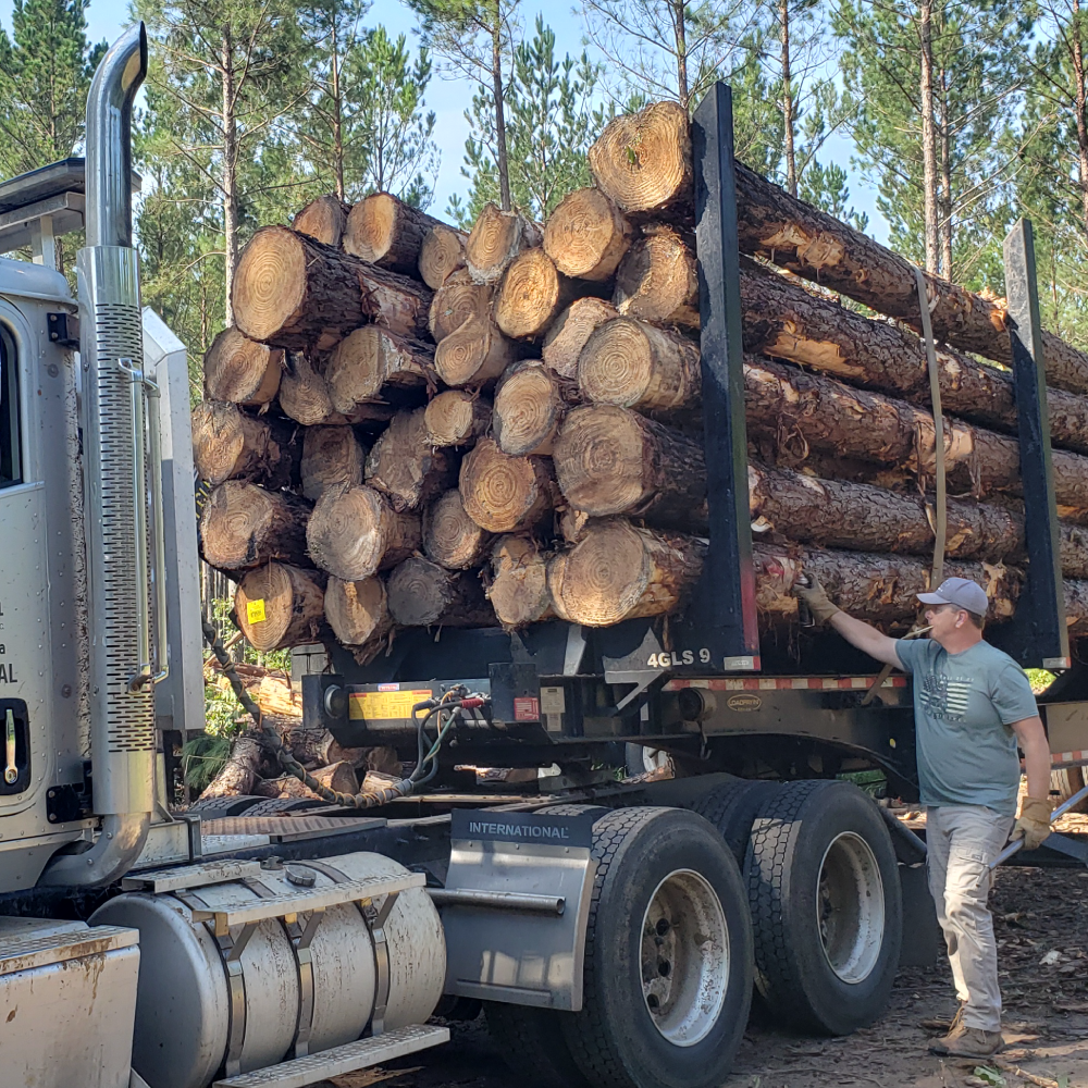 sizemore timberland management timber sales